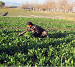Poppy Cultivated  on Taliban-Grabbed  Govt Land